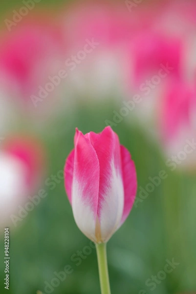 Obraz チューリップ咲く