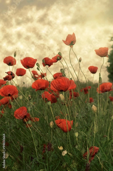 Fototapeta Poppies