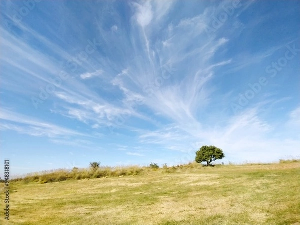 Fototapeta Rural Landscape with Lone Tree on Vast Open Field Under Blue Sky with Cirrus Clouds - Italian Natural Tranquility, Isolated Tree in a Barren Field with Blue Sky and Wispy Clouds - Serene Country Scene