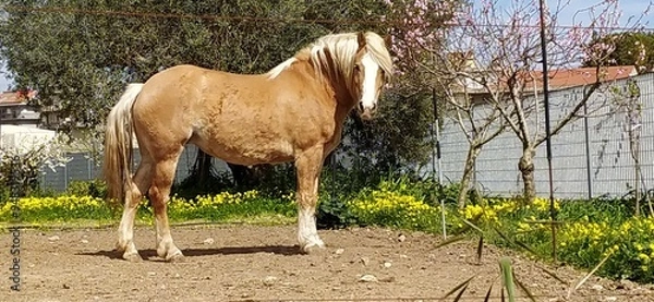 Fototapeta Adult Haflinger with Light Chestnut Coat and Blonde Mane in a Sunny Pasture - Italian Equine Elegance, Sturdy Haflinger Horse with Flaxen Mane and Tail, Impressive Light Chestnut Haflinger Grazing Und