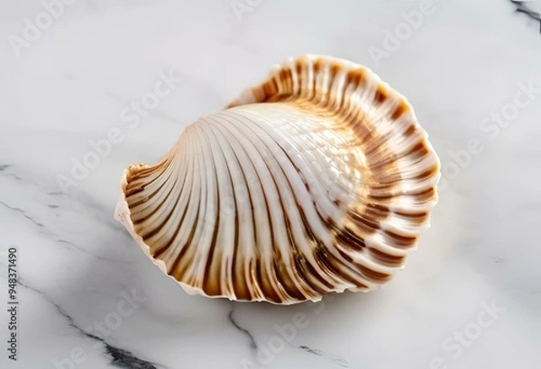 Fototapeta Seashell are beautiful, used as decorations, have patterns and colors.