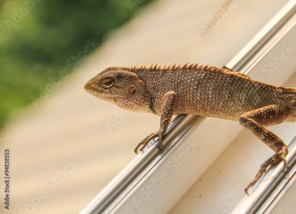 Obraz Lizard on the rock