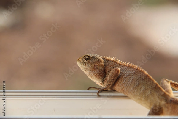 Obraz Lizard on the rock