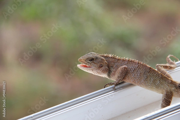 Obraz Lizard on the rock