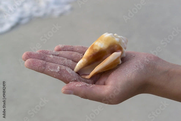 Obraz Hand holding seashell on the beach