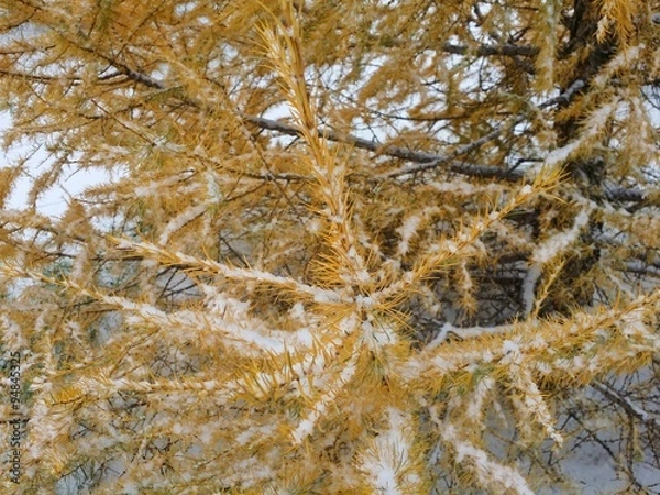 Fototapeta Желтая ель