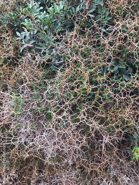 Obraz a prickly plant