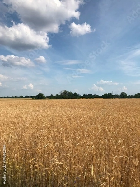 Fototapeta a field with grain