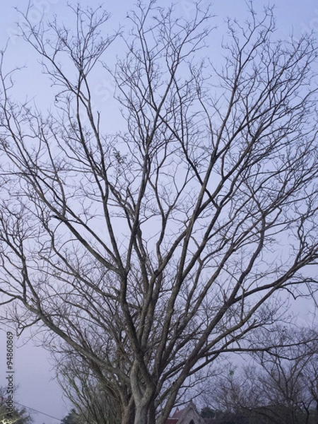 Obraz Deciduous of trees