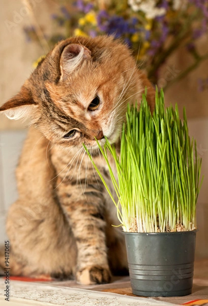 Obraz Cat eats green grass