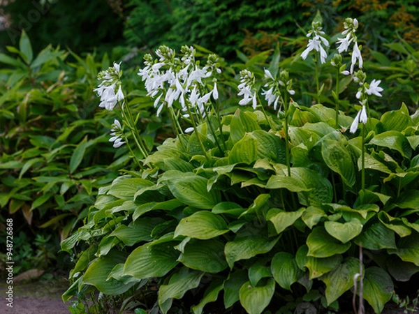 Fototapeta Hosta plantaginea or August-lily white flower blooming in garden.Beautiful Hosta leaves background. Hosta - an ornamental plant for landscaping