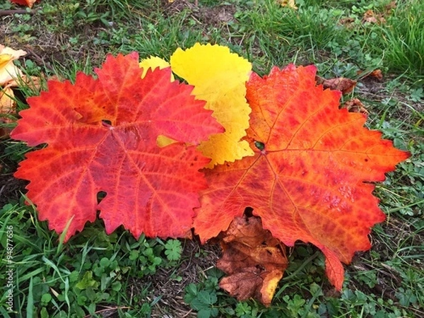 Obraz drei große Weinblätter