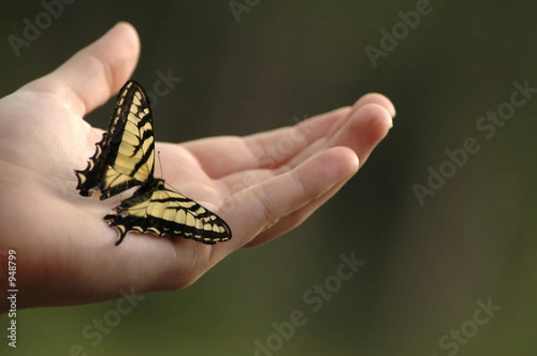 Obraz Swallowtail