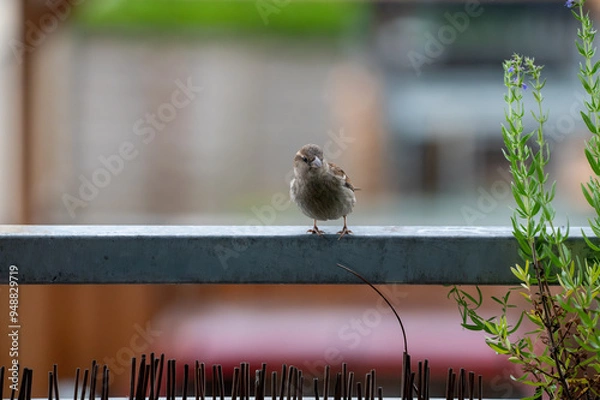 Obraz Sparrow Perched on Urban Balcony Railing with Blurred Background