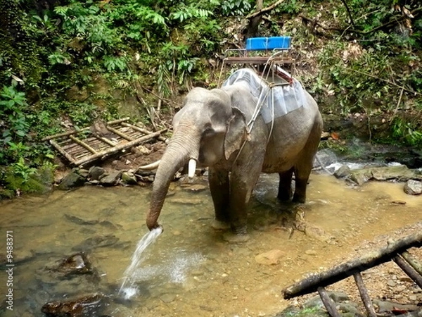 Obraz éléphant