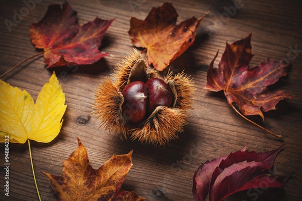Obraz chestnut and leaf