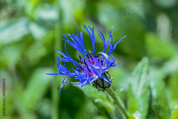 Obraz blütenblätter