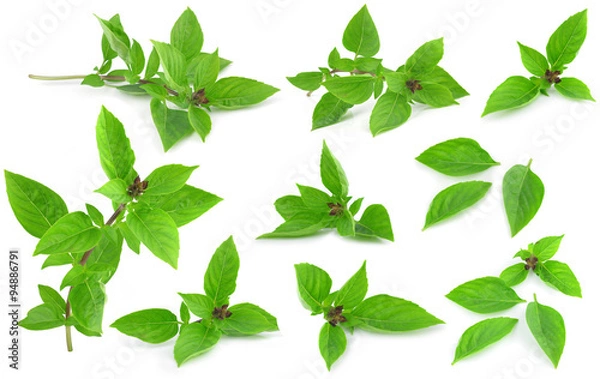 Obraz Sweet Basil isolated on white background.