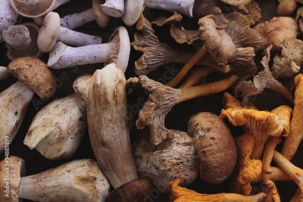 Obraz wild mushroom selection