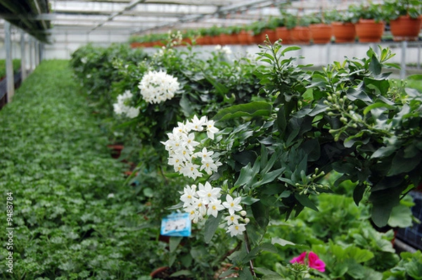 Obraz Blühendes Gewächshaus