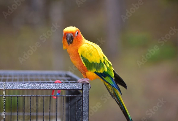 Fototapeta Sun Conure Parrot