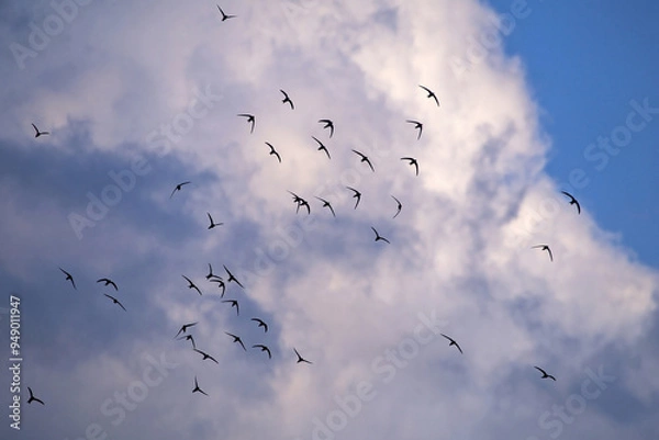 Fototapeta Beautiful synchronized flight of the flock of black swifts. Common Swift (Apus apus) hunt insects collectively.