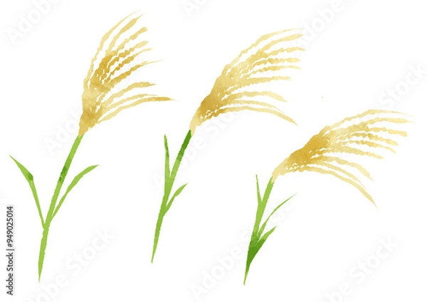 Obraz ススキのイラスト　手描き　水彩風