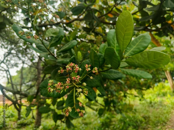 Obraz Cashew nut tree with flowers 