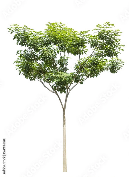 Obraz Tree isolated on white background