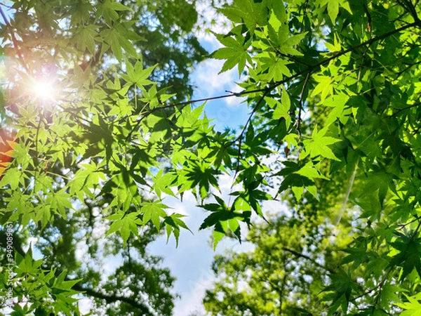 Obraz 爽やかな青空と紅葉