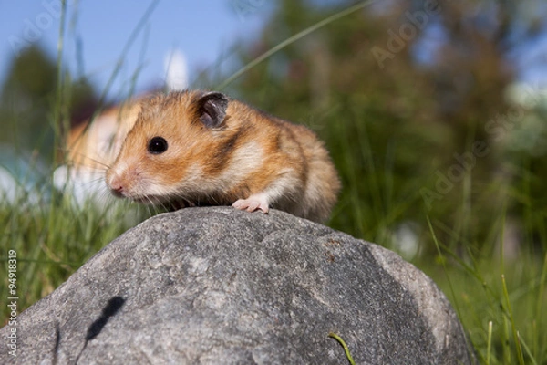 Fototapeta Cute Hamster (Syrian Hamster) on a stone.