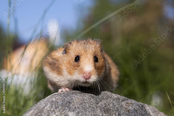 Fototapeta Cute Hamster (Syrian Hamster) on a stone.