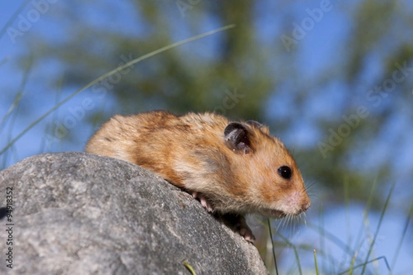 Fototapeta Cute Hamster (Syrian Hamster) on a stone.