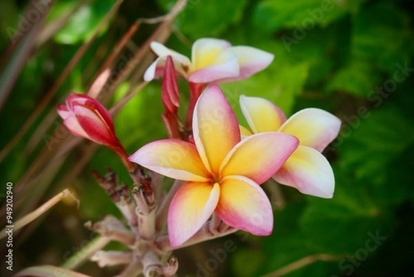 Obraz Fleur tropicale Tahitienne 