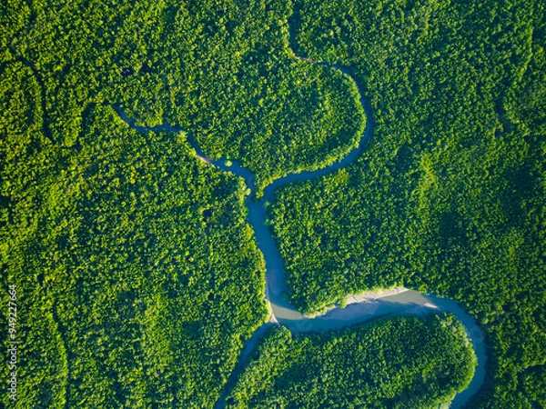 Obraz Amazing abundant mangrove forest, Aerial view of forest trees Rainforest ecosystem and healthy environment background, Texture of green trees forest top down, High angle view