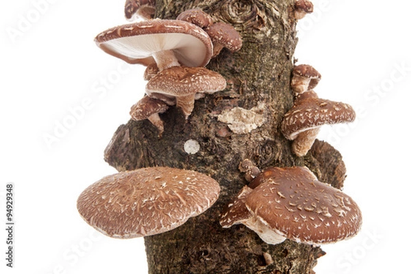 Obraz Tree trunk with Shiitake mushrooms