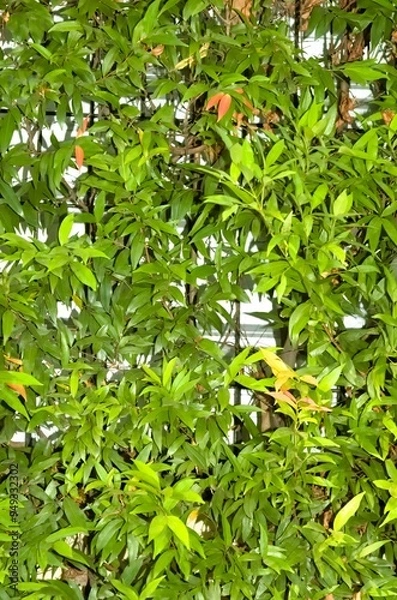 Fototapeta Wild plants growing abundantly and creeping between the iron fence. Background.