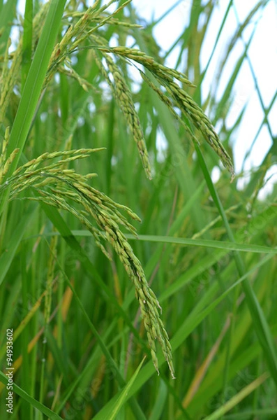Fototapeta paddy rice