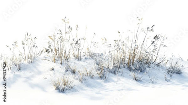 Fototapeta Dried plants grass bushes shrub and small plants in snow isolated on white background