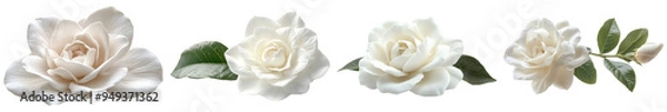 Fototapeta Elegant White Roses with Varied Blooming Stages on Transparent Background