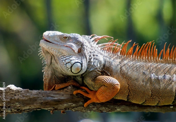 Obraz Red iguana basking on a tree