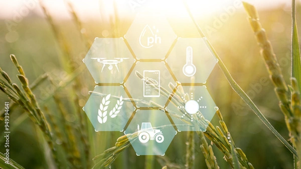 Fototapeta rice field of green grass with a hexagonal pattern