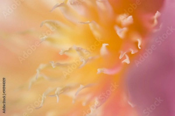 Obraz Abstract background flower petals closeup