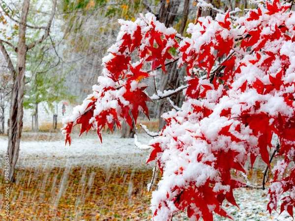 Obraz 初雪とモミジ