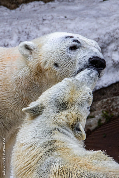 Obraz 仲の良いシロクマのカップル