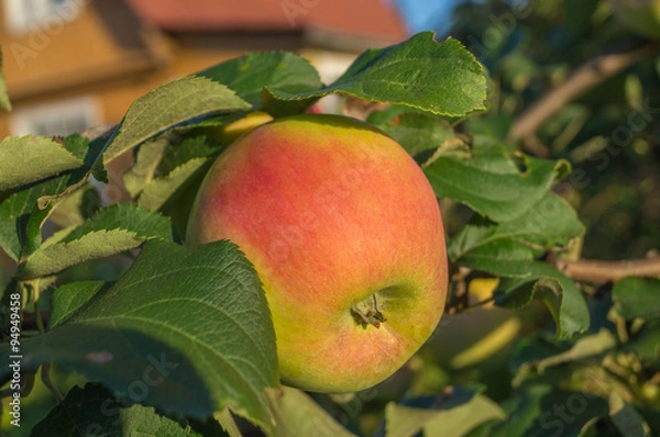 Fototapeta Яблоко на ветке