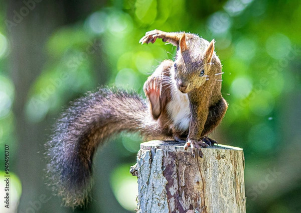 Obraz 切り株ステージで踊るエゾリス