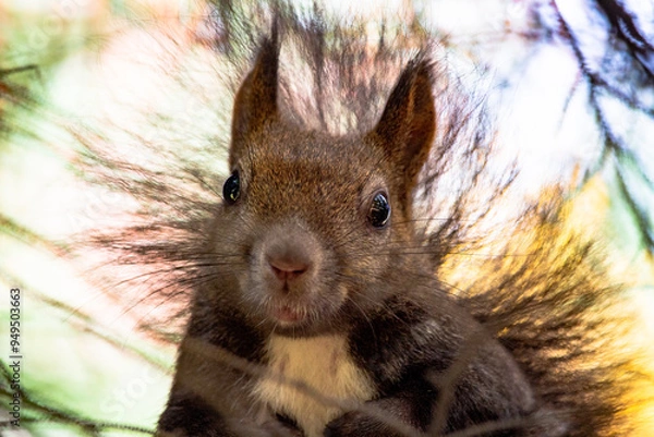 Obraz エゾリスとの会話