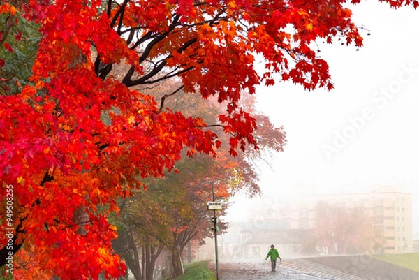 Obraz 朝霧に映える紅葉