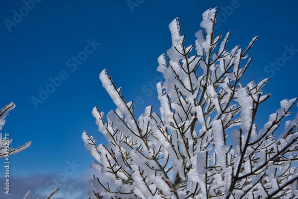 Fototapeta 冬, 雪, 木, 自然, 寒い, 霜, ブランチ, こおり, フリーズ, 青, 空, 植える, 白, 季節, とても寒い, とぶ, フリーズ, 森, 小枝, 花, 霜, クリスマス, ブランチ, 雪に覆われた, 太陽光